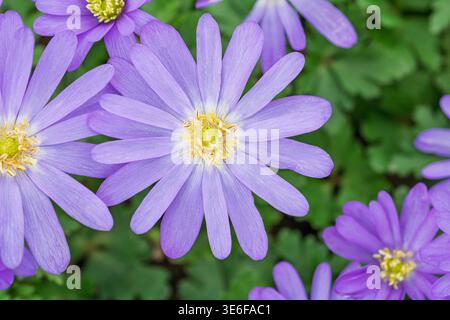 Blooming balkan anemone flowers growing in a natural garden setting during the spring season Stock Photo