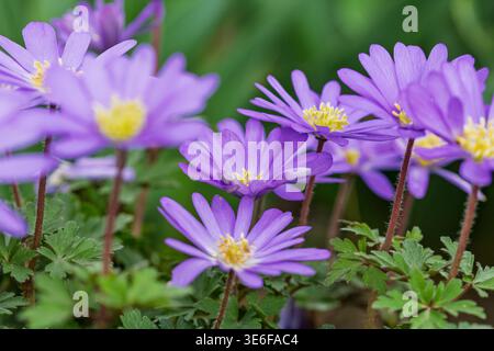 Blooming balkan anemone flowers growing in a natural garden setting during the spring season Stock Photo