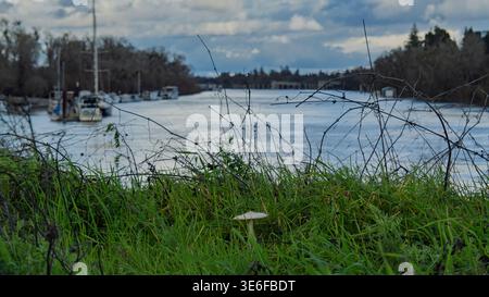 A small wild mushroom grows in the lush green grass of a levee overlooking Stock Photo