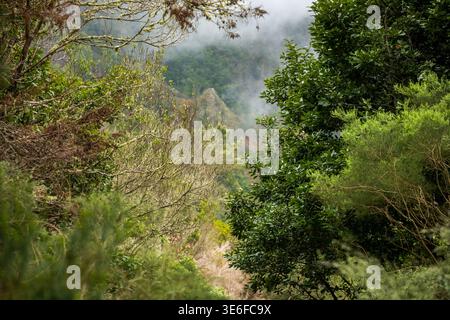 Mist and low clouds drift through Madeira Laurisilva forest as laurel and evergreen foliage frame a rocky ridge, mossy branches and ferns layer the co Stock Photo