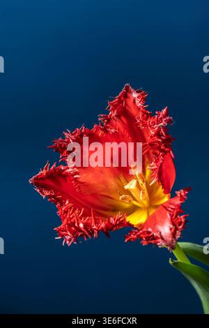 Close-up of a vibrant red terry tulip, showcasing its unique frilled petals against a deep blue background. The intricate details of the flower create Stock Photo