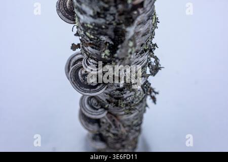 Macro view of layered bracket fungi growing on a birch trunk in snowy Lapland near Tromso, Norway. Dark concentric textures contrast with the bright w Stock Photo