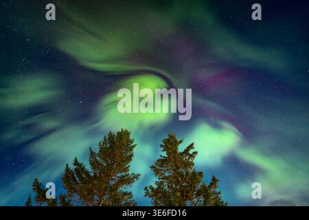 Vibrant green northern lights swirl across a starry winter sky above dark pine trees in Tromso, Norway Lapland, creating a magical Arctic night landsc Stock Photo