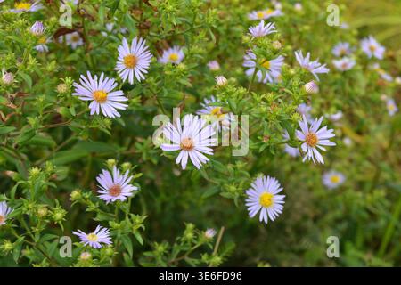 Delicate Purple Wildflowers Blooming in a Lush Green Meadow Stock Photo