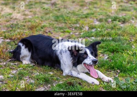 Border collie dog resting on grass field panting Stock Photo
