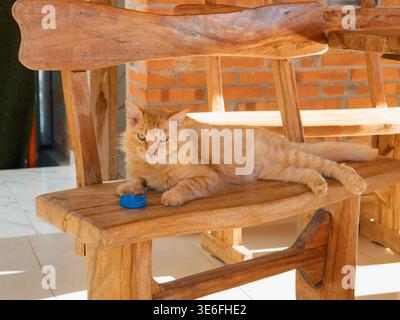 The ginger cat rests on a rustic wooden chair. Its eyes gaze serenely at the camera. The sunlight highlights its fluffy fur and the natural grain of t Stock Photo