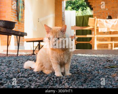 The tabby cat is sitting calmly on dark gravel. Its eyes are looking directly at the camera. Behind it, wooden furniture and brick walls create a cozy Stock Photo