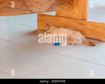 A small ginger kitten lies on the tiled floor, near the leg of a wooden table. The kitten playfully reaches out toward a blue plastic cap. The scene c Stock Photo