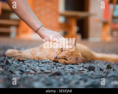 Human hand gently strokes a relaxed orange tabby cat lying on gravel. The cat looks calm and content, eyes half-closed, enjoying the touch. The backgr Stock Photo
