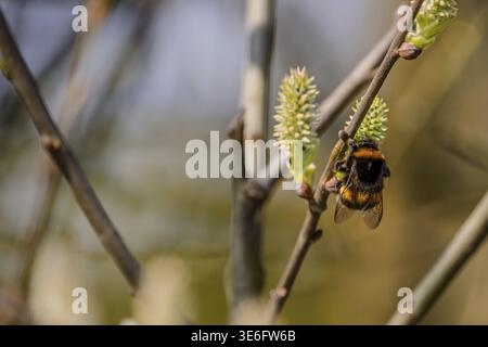 A bumblebee (Bombus terrestris) lands on a branch. It collects pollen from the fresh flowers. It is spring and nature is beginning to bloom. Bogen, Lo Stock Photo
