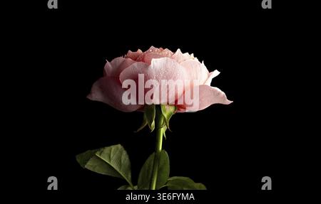 Delicate Pink Rosebud Isolated on Black Background Stock Photo