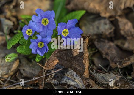 Small purple primroses (Primula vulgaris) grow in a wood in spring. They stand among faded, dry leaves. The plants are green and bloom slowly. Pfellin Stock Photo