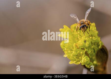 A bee (Apis mellifera) flies over a yellow blossom of the fan maple (Acer palmatum) and searches for nectar. It is spring and the plants are blooming Stock Photo