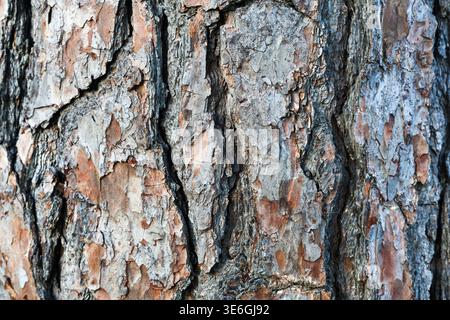 Close-Up Tree Trunk Bark Texture with Natural Detail Stock Photo