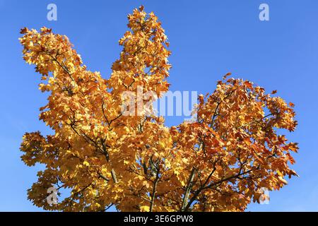 Autumn maple tree branches displaying vibrant orange and yellow leaves contrasting with a clear, bright blue sky Stock Photo