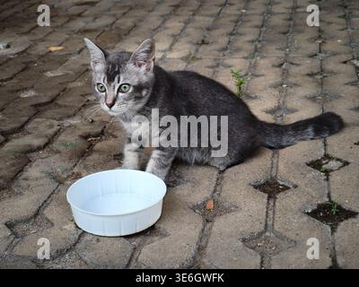 A small gray kitten crouched on the sidewalk, focused and curious about something while enjoying a simple meal outdoors. Stock Photo