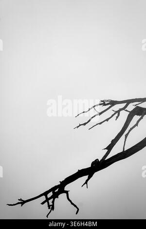 Ancient weatherbeaten tree on Huashan or Mount Hua - the mountain looks best in foggy and cloudy weather (black & white) Stock Photo