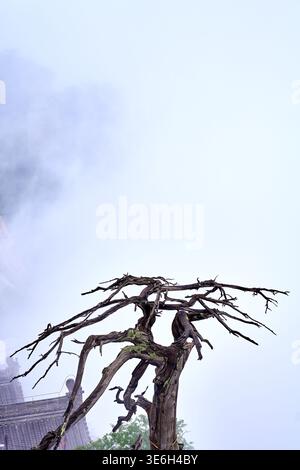 Ancient weatherbeaten tree on Huashan or Mount Hua - the mountain looks best in foggy and cloudy weather Stock Photo