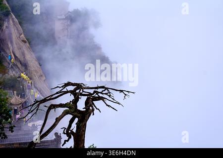 Ancient weatherbeaten tree on Huashan or Mount Hua - the mountain looks best in foggy and cloudy weather Stock Photo