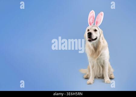 Dog Wearing Bunny Ears Sits Against a Light Blue Background During Easter Celebration Stock Photo