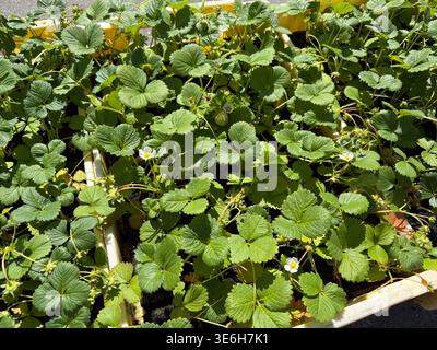 strawberry plants with green leaves and flowers in yellow planters, concept of gardening Stock Photo