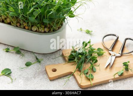 Pea shoots microgreens growing in a pot with harvested stems on a cutting board and scissors Stock Photo