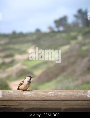 Close view of a sparrow perched on a weathered wooden railing with a soft green blurred background, clean wildlife and nature image. Stock Photo