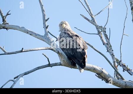 White-tailed eagle perched Danube Delta Romania Stock Photo