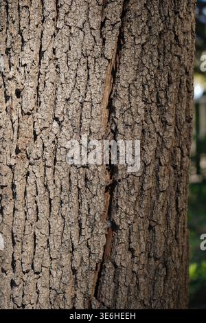 Detailed vertical macro shot of tree bark with a deep natural crack, showcasing the organic texture and patterns of a tree in Georgiadis Park. Stock Photo