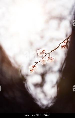 A scene of beautiful plum blossoms in full bloom on a refreshing spring day Stock Photo