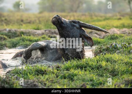 Water buffalo enjoying muddy bath, rolling in water cooling off at farm field in Thailand village. Stock Photo