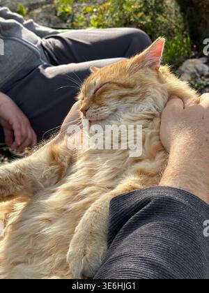 Ginger cat enjoying petting while sunbathing outdoors on a sunny day. Mobile photo Stock Photo