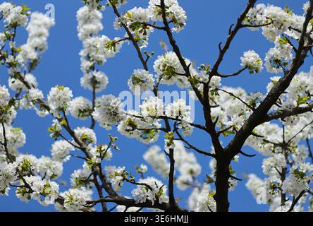 Cherry blossom against blue sky Stock Photo