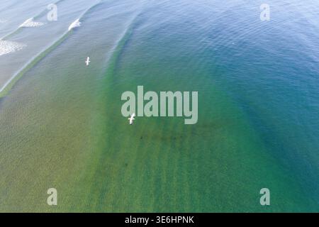 Top down aerial photography of two seagulls flying above a shallow beach with clear water Stock Photo