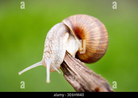 Roman Snail Balancing on a Dry Branch with Green Bokeh Background Stock Photo