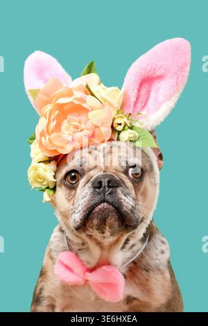 Cute merle French Bulldog dog wearing Easter bunny costume ears headband with rose flowers on green background Stock Photo