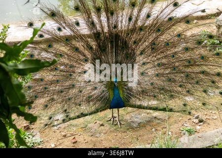 Peacock displays full, vibrant tail feathers Stock Photo