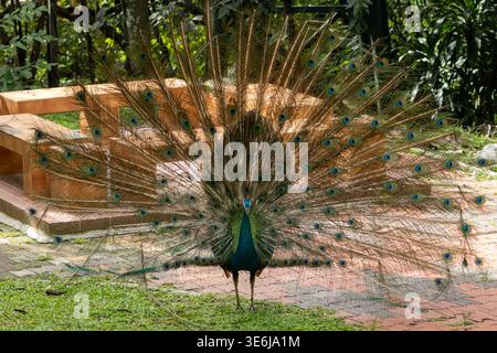 Peacock displays full, vibrant tail feathers Stock Photo
