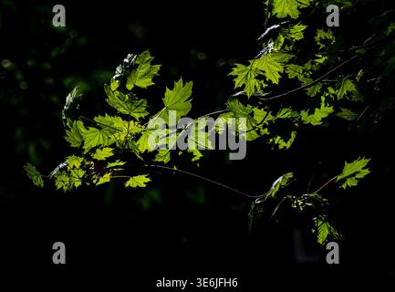 Spring growtg on long thin tree limbs Stock Photo