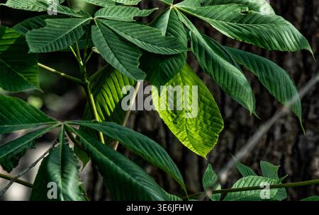 The broad leaves of  a buckeye tree Stock Photo