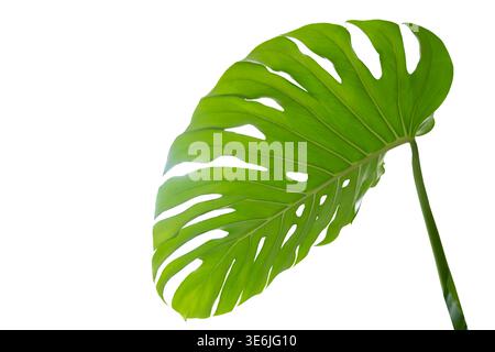 Monstera leaves Isolate Leaves on transparent background. Monstera deliciosa leaf isolated on transparent background, a tropical plant foliage Stock Photo