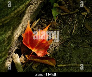 Closeup Detail Single Scarlet Maple Leaf Caught in a Shaft of Sunlight, Surrounded by Dark Ground Cover Resting Gently on the Forest Floor Stock Photo