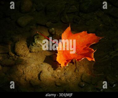 Detail Closeup of Single Scarlet Maple Leaf Caught in a Shaft of Sunlight Floating Gently in Still Waters of a Dark Rocky Pond Stock Photo