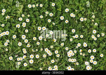 Top-down view of wild common daisies (Bellis perennis) blooming in a lush green grass meadow during springtime Stock Photo