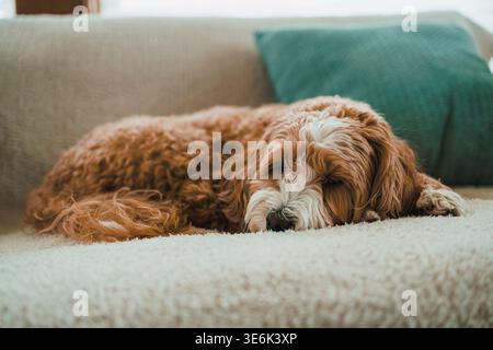 A Toy Poodle and Havanese mix dog is lying on a couch. The room has sunlight coming through the window. The dog looks comfortable and relaxed in the w Stock Photo