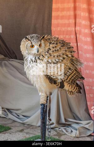 A majestic Eagle Owl with puffed feathers perches on a stand at the Mercado Medieval in Vila-real, Castellón. Stock Photo