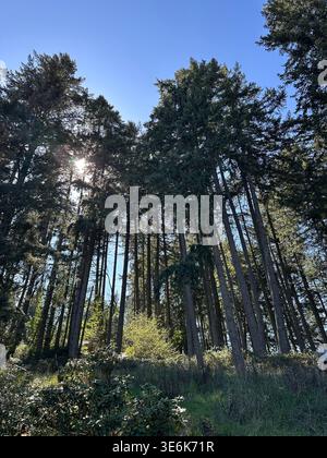 A forest of tall Douglas Fir trees, with sun shining behind them. Stock Photo