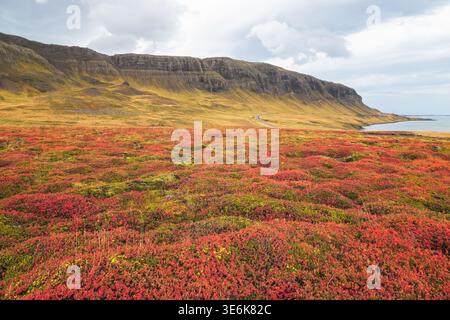 Volcanic landscape lava field covered with blood moss (fringe moss) in Western Region of Iceland Stock Photo