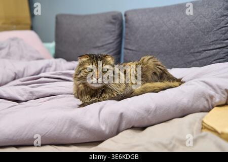 Fluffy brown tabby cat lying calmly on soft light purple bedding in indoor setting with gray cushioned couch in background and warm ambient lighting Stock Photo