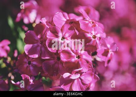 Detailed view of blooming phlox paniculata showing vivid pink petals and dark centers. Soft blurred pink background enhances focus on clustered flower Stock Photo